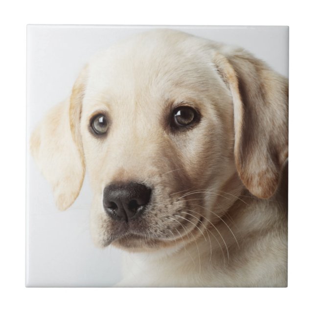 Golden Labrador Puppy Closeup Kakelplatta (Framsidan)