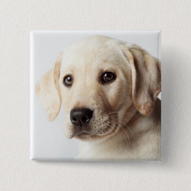 Golden Labrador Puppy Closeup Knapp (Framsida)