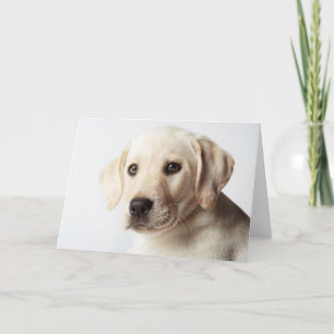 Golden Labrador Puppy Closeup Kort