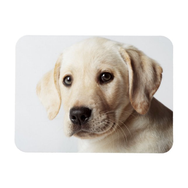 Golden Labrador Puppy Closeup Magnet (Horisontell)