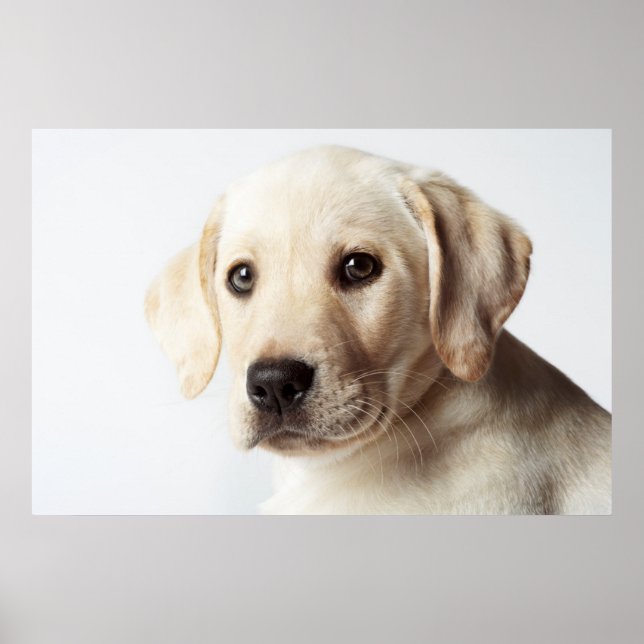 Golden Labrador Puppy Closeup Poster (Framsidan)
