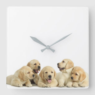 Golden Labrador Puppy Pile Fyrkantig Klocka