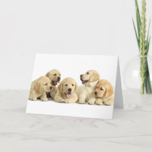 Golden Labrador Puppy Pile Kort
