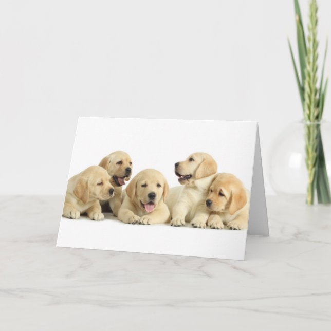 Golden Labrador Puppy Pile Kort (Framsida)