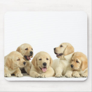 Golden Labrador Puppy Pile Musmatta