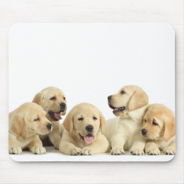 Golden Labrador Puppy Pile Musmatta (Framsidan)