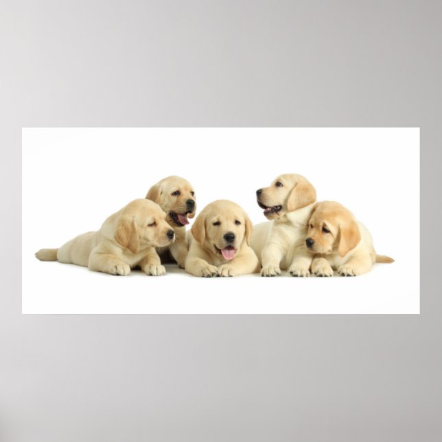 Golden Labrador Puppy Pile Poster (Framsidan)