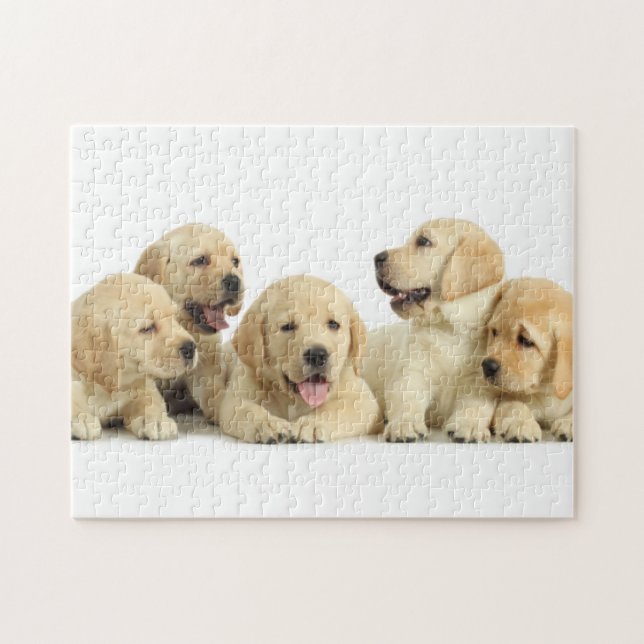 Golden Labrador Puppy Pile Pussel (Horisontell)
