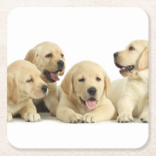 Golden Labrador Puppy Pile Underlägg Papper Kvadrat