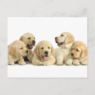 Golden Labrador Puppy Pile Vykort