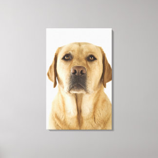Golden Labrador Retriever (Canis familiaris) Canvastryck