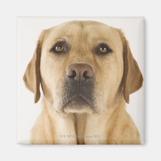 Golden Labrador Retriever (Canis familiaris) Magnet (Framsidan)