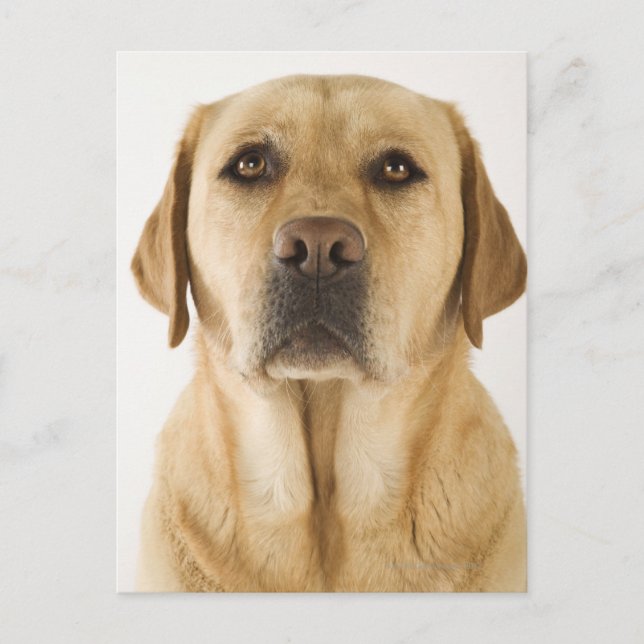 Golden Labrador Retriever (Canis familiaris) Vykort (Framsida)
