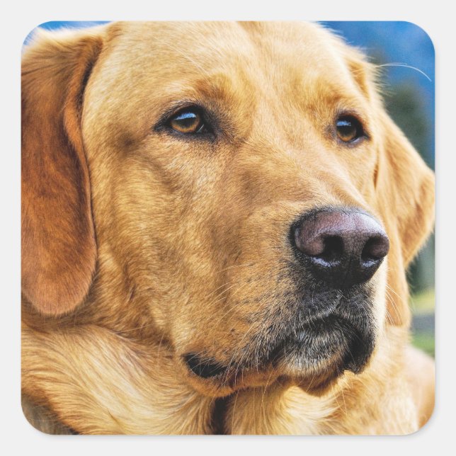 Golden Labrador Retriever Fyrkantigt Klistermärke (Framsida)