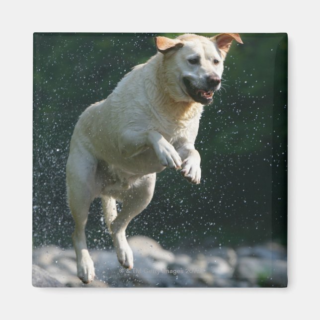 Golden Labrador Retriever hoppade in i floden Magnet (Framsidan)