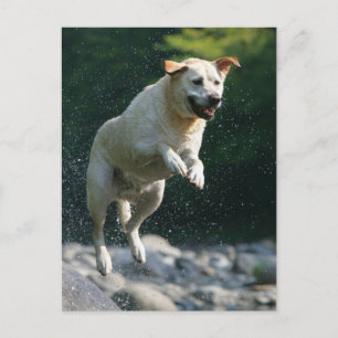 Golden Labrador Retriever hoppade in i floden Vykort