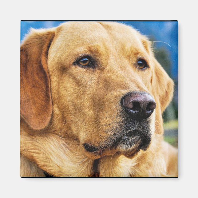 Golden Labrador Retriever Magnet (Framsidan)
