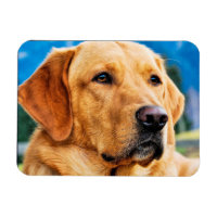 Golden Labrador Retriever