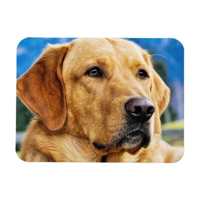 Golden Labrador Retriever Magnet (Horisontell)