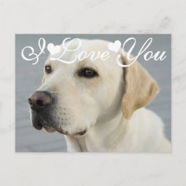 Golden Labrador Retriever Photo Image I Kärlek You Vykort