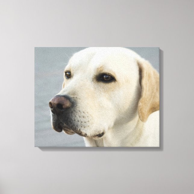 Golden Labrador Retriever Photograph Canvastryck (Framsida)