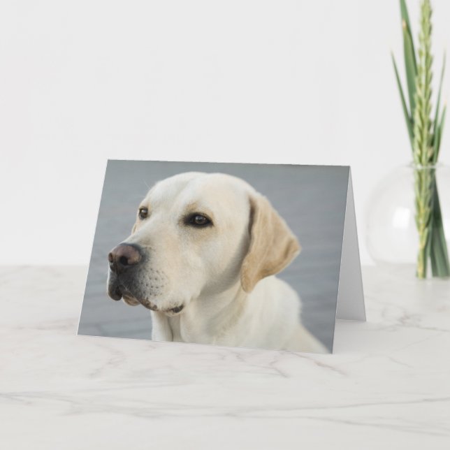 Golden Labrador Retriever Photograph Kort (Framsida)
