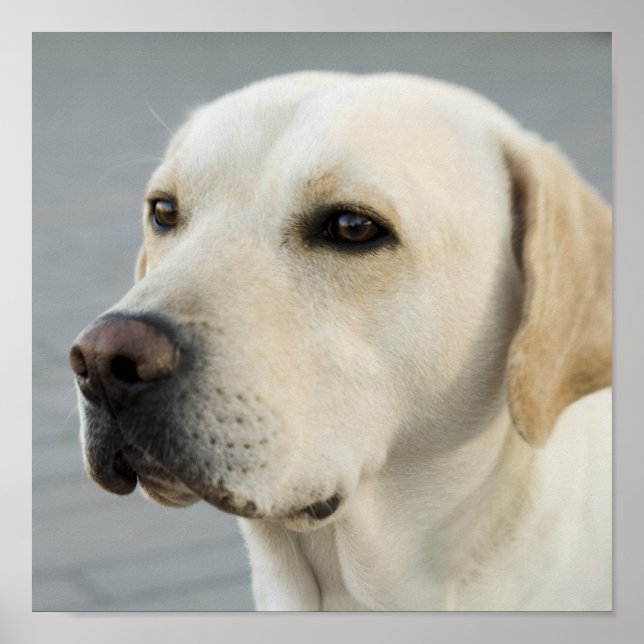 Golden Labrador Retriever Photograph Poster (Framsidan)