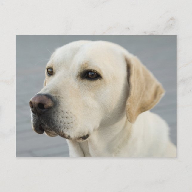 Golden Labrador Retriever Photograph Vykort (Framsida)