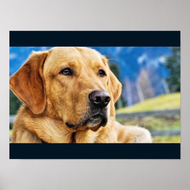 Golden Labrador Retriever Poster (Framsidan)