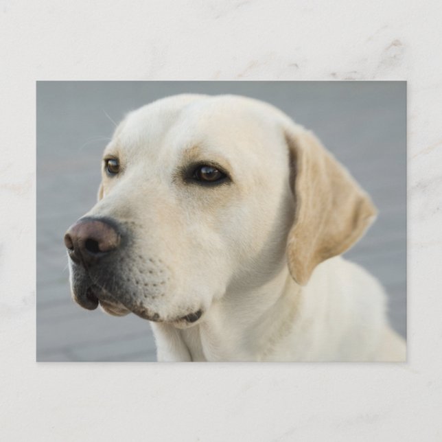 Golden Labrador Vykort (Framsida)