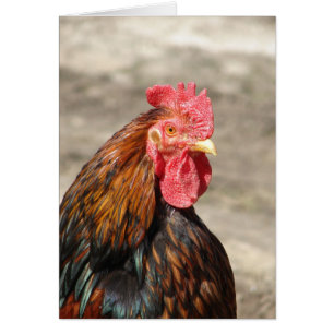 Golden Laced Bantam Cochin Tupp Hälsningskort