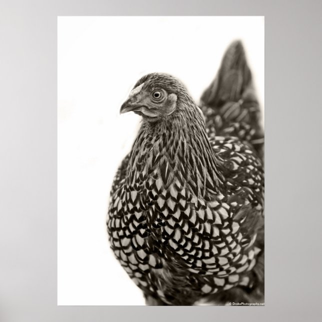 Golden Laced Wyandotte Chicken Poster (Framsidan)