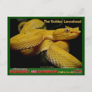 Golden Lancehead, farligaste utrotningshotad orm Vykort