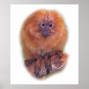 Golden Lejon Tamarin, Golden Marmoset Monkey, Bras Poster