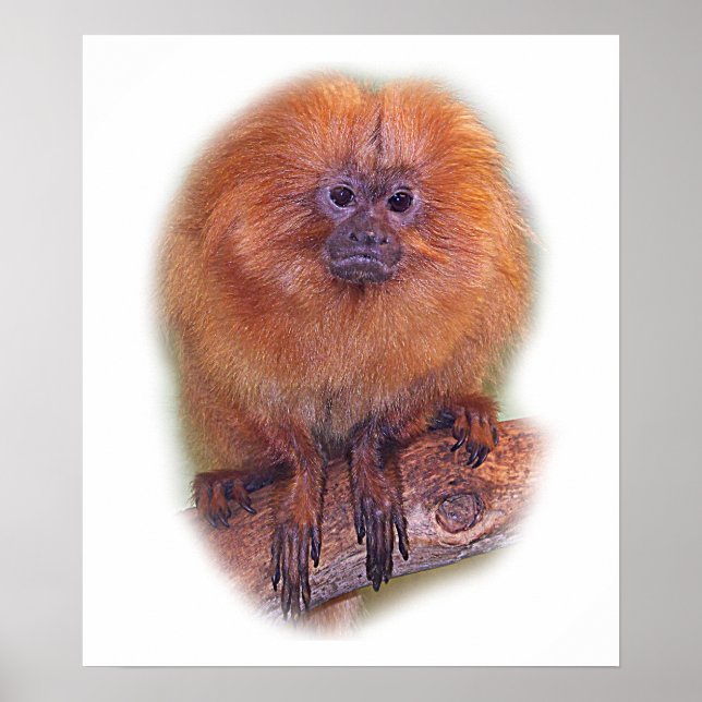 Golden Lejon Tamarin, Golden Marmoset Monkey, Bras Poster (Framsidan)