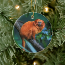 Golden Lejona Tamarin