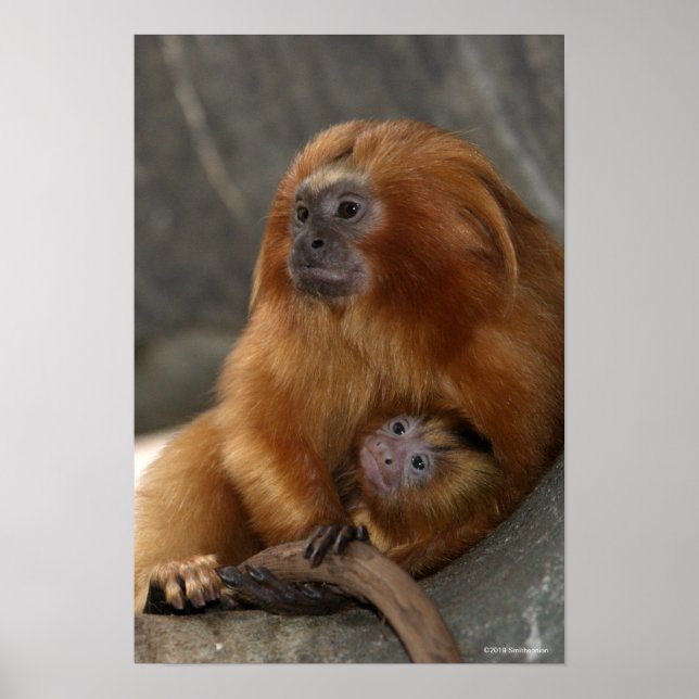 Golden Lejona Tamarin med Baby Poster (Framsidan)