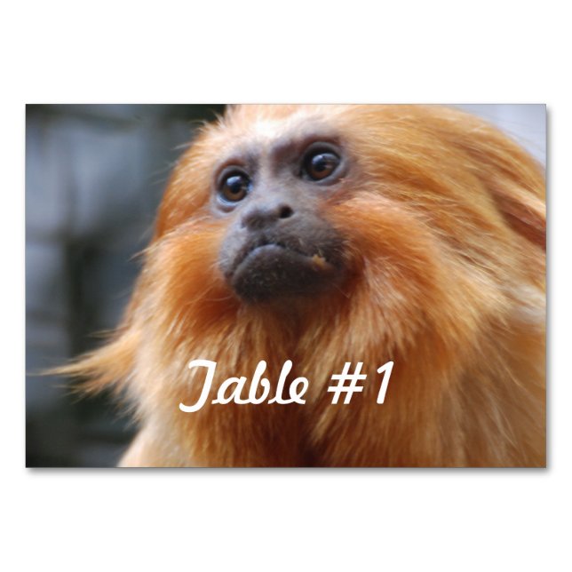 Golden Lejona Tamarin Monkey Bordsnummer (Framsidan)
