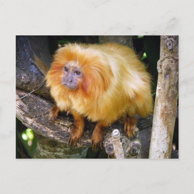 Golden Lejona Tamarin Vykort (Framsida)