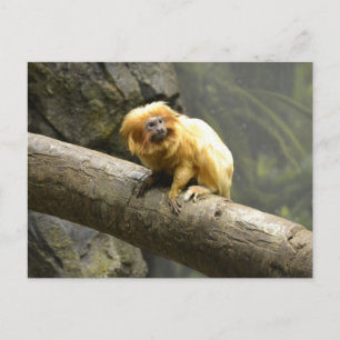 Golden Lejona Tamarin Vykort
