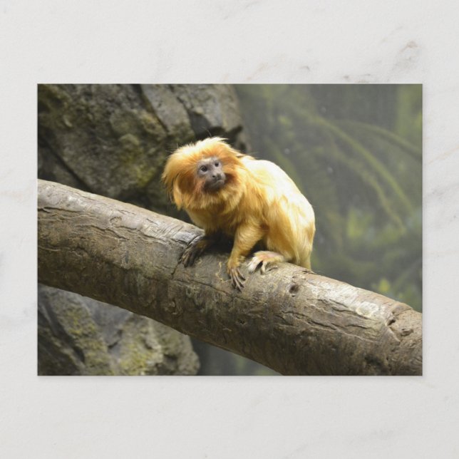 Golden Lejona Tamarin Vykort (Framsida)