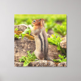 Golden Mantle Squirrel Canvastryck