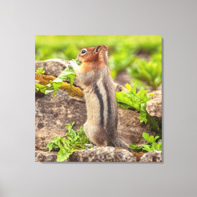 Golden Mantle Squirrel Canvastryck (Framsida)