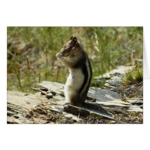 Golden-Mantled Ground Squirrel i Glacier Park Hälsningskort