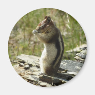 Golden-Mantled Ground Squirrel i Glacier Park Magnet