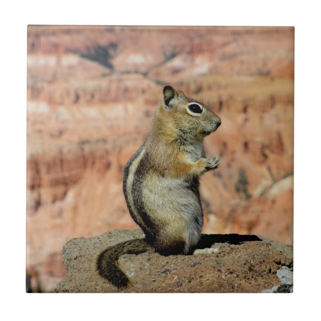 Golden Mantled Ground Squirrel Kakelplatta (Framsidan)