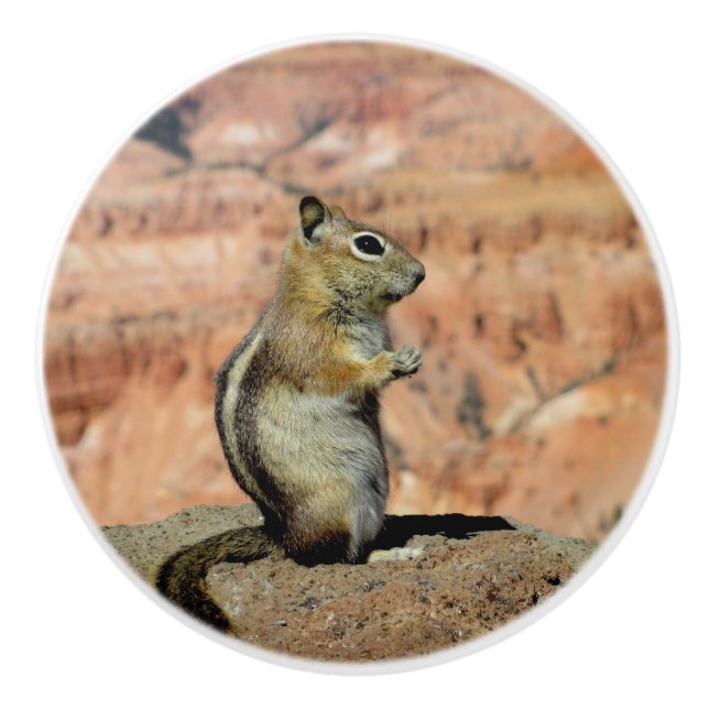 Golden Mantled Ground Squirrel Knopp (Framsidan)