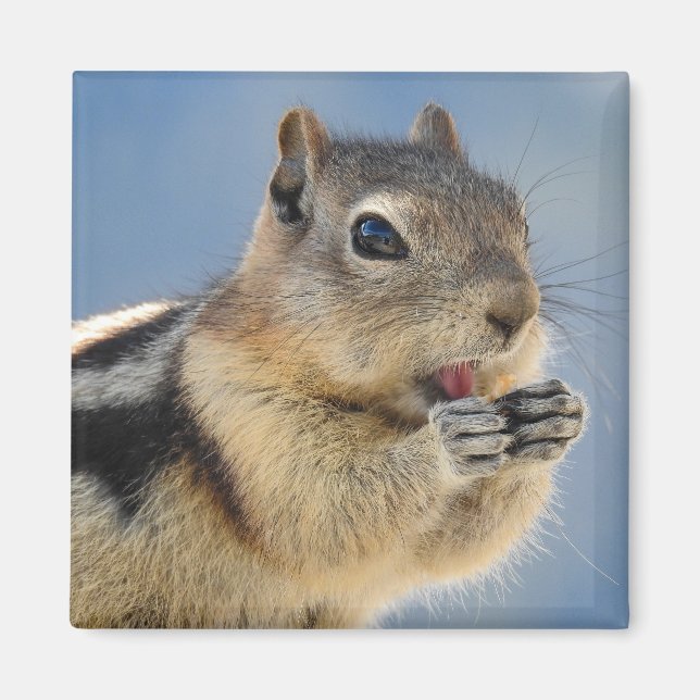 Golden Mantled Ground Squirrel Magnet (Framsidan)