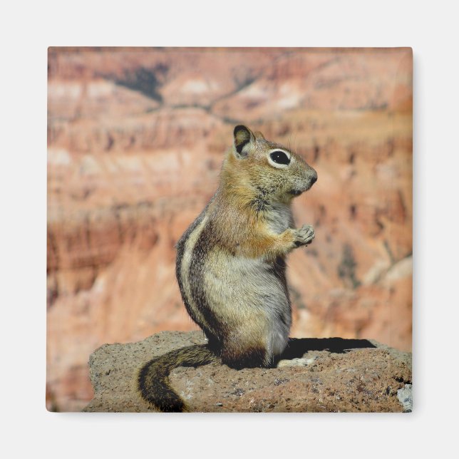 Golden Mantled Ground Squirrel Magnet (Framsidan)