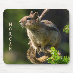 Golden Mantled Ground Squirrel Musmatta